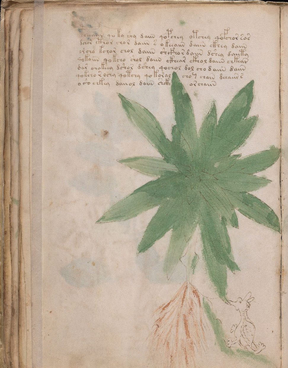 Chimeric plants: why botanists see different species on the same page